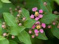 Barbados Cherry